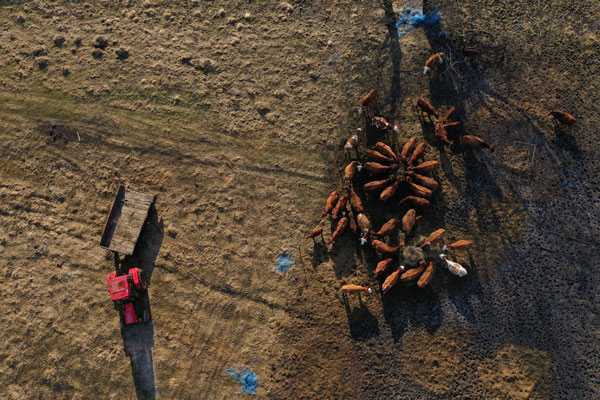 aerial view of cattle gathered around a feeding trough with a red tractor nearby modern farming techniques and livestock management